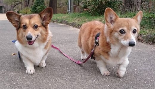 犬の毛並みや毛艶を良くする食べ物あるの？毛並みや毛艶が悪いと感じたらミラネストゼリー！